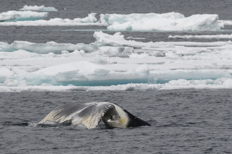Groenlandse Walvis